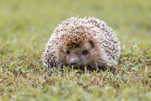 Jeż Nazwa Naukowa Erinaceus Europaeus Dziki Rodzimy Europejski Jeż Naturalnym — Zdjęcie stockowe