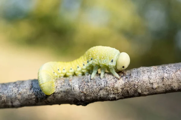 Śliczna Brzoza Gąsienica Sawfly Cimbex Femoratus Żywiąca Się Srebrną Brzozą — Zdjęcie stockowe