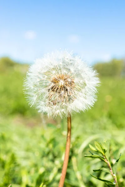 Dandelion Green Sunny Meadow Sunlight — Stock Photo, Image