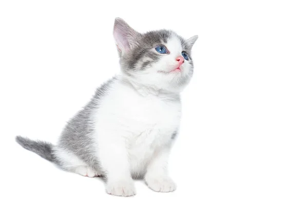 Pequeno Gatinho Cinza Branco Fundo Branco — Fotografia de Stock