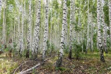 Birch korusu güneşli bir yaz gününde, yaz manzarası, soyut bir arka plan