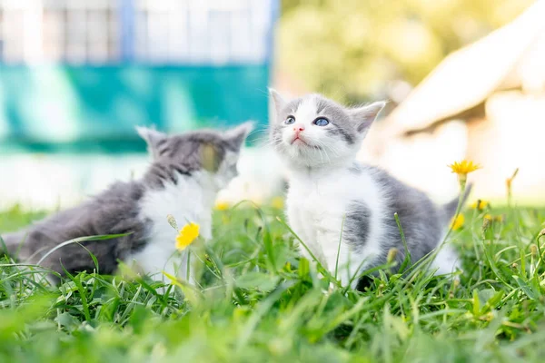 夏の日に緑の芝生の中で少しかわいいふわふわの灰色の子猫 自然の中で子猫の肖像画 — ストック写真