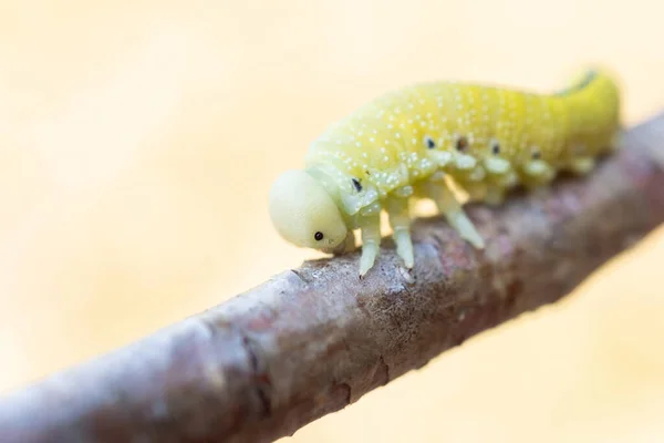 Uma Bela Birch Sawfly Caterpillar Cimbex Femoratus Alimentando Bétula Prata — Fotografia de Stock
