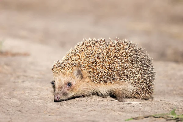 Erinaceus Europaeus 土生土长的欧洲刺猬 生长在绿草和黄色蝴蝶的自然花园栖息地 复制的空间 — 图库照片