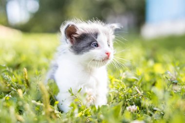 Bir yaz günü yeşil çimlerde küçük sevimli tüylü gri kedi yavrusu. Doğada bir kedi portresi.