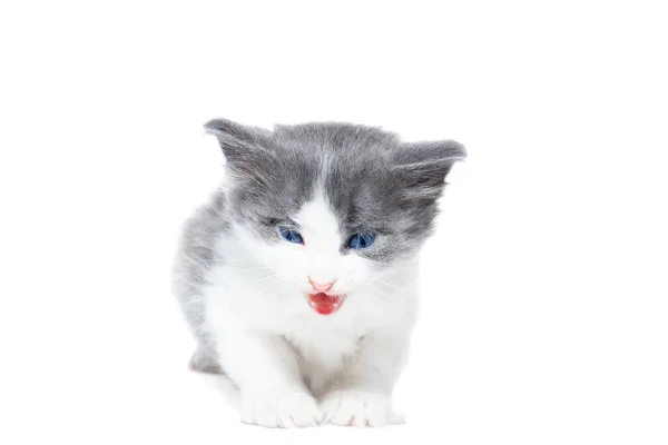 白い背景に小さな灰色と白の子猫 — ストック写真