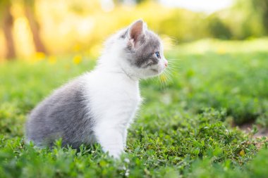 Bir yaz günü yeşil çimlerde küçük sevimli tüylü gri kedi yavrusu. Doğada bir kedi portresi.