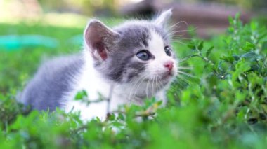 Yazın çimenlerde oturan kedi.