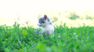 Yazın çimenlerde oturan kedi.