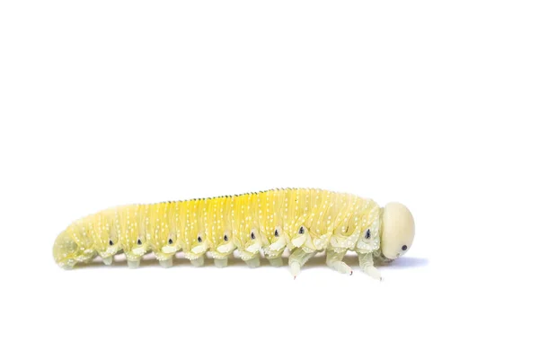 Caterpillar Birch Sawfly Elszigetelt Fehér — Stock Fotó