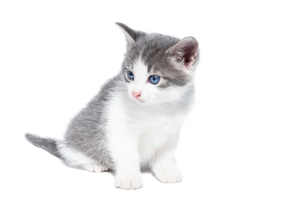 Pequeño Gatito Gris Blanco Sobre Fondo Blanco —  Fotos de Stock