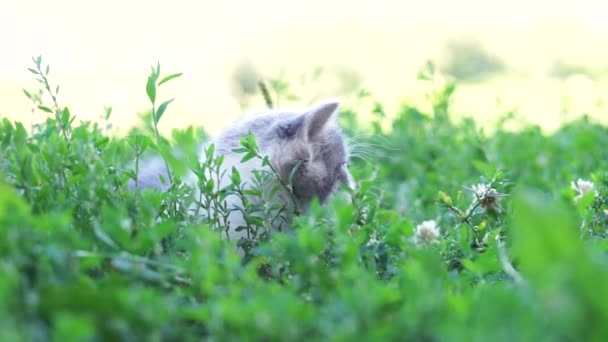 Kat Zittend Het Gras Zomer — Stockvideo