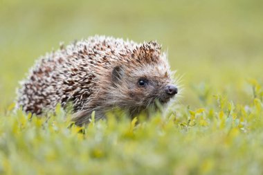 Kirpi, (Bilimsel adı: Erinaceus europaeus) yabani, yerli, Avrupa kirpisi yeşil çimen ve sarı düğün çiçeği ile doğal bahçe habitatında. Kopya için yer var. Yatay.