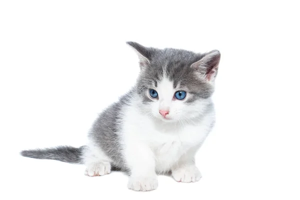 Pequeño Gatito Gris Blanco Sobre Fondo Blanco —  Fotos de Stock