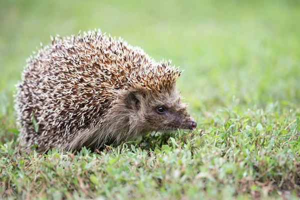 Hedgehog Scientific Name Erinaceus Europaeus Wild Native European Hedgehog Natural — Stock Photo, Image
