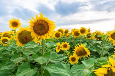 Ayçiçeği doğal arka plan. Çiçek açan ayçiçeği. Ayçiçeğinin yakın çekimi.