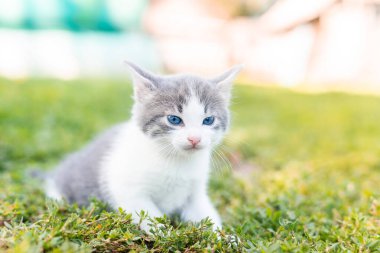 Bir yaz günü yeşil çimlerde küçük sevimli tüylü gri kedi yavrusu. Doğada bir kedi portresi.