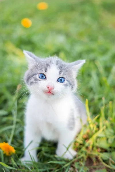夏の日に緑の芝生の中で少しかわいいふわふわの灰色の子猫 自然の中で子猫の肖像画 — ストック写真