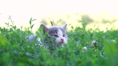 Yazın çimenlerde oturan kedi.