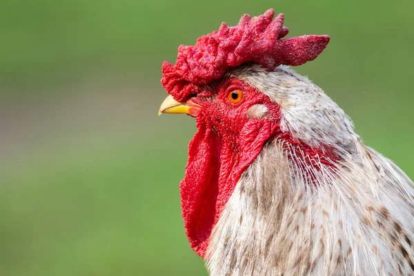 Mooi Jong Helder Rood Haan Groen Boerderij Gras — Stockfoto