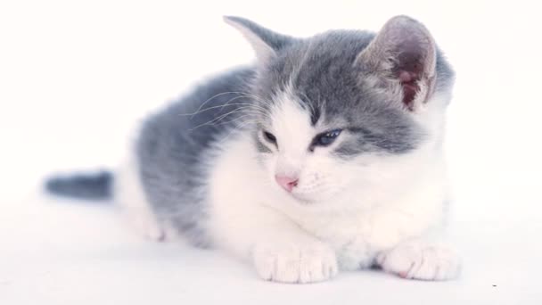 Котенок Лежит Хочет Спать Белом Фоне — стоковое видео