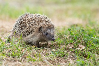 Kirpi, (Bilimsel adı: Erinaceus europaeus) yabani, yerli, Avrupa kirpisi yeşil çimen ve sarı düğün çiçeği ile doğal bahçe habitatında. Kopya için yer var. Yatay.