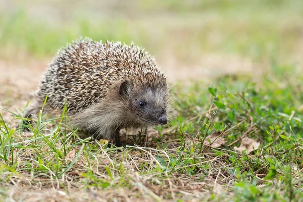 Kirpi, (Bilimsel adı: Erinaceus europaeus) yabani, yerli, Avrupa kirpisi yeşil çimen ve sarı düğün çiçeği ile doğal bahçe habitatında. Kopya için yer var. Yatay.