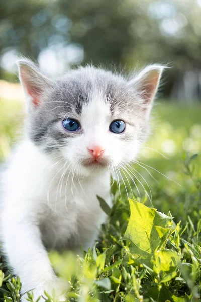 夏の日に緑の芝生の中で少しかわいいふわふわの灰色の子猫 自然の中で子猫の肖像画 — ストック写真