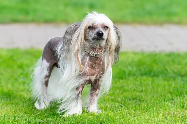 Портрет Чудового Китайського Собаки Влітку — стокове фото