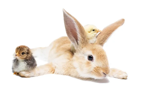 Conejo Pollo Con Concha Sobre Fondo Blanco Aislado Concepto Vacaciones — Foto de Stock