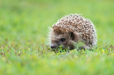 Kirpi, (Bilimsel adı: Erinaceus europaeus) yabani, yerli, Avrupa kirpisi yeşil çimen ve sarı düğün çiçeği ile doğal bahçe habitatında. Kopya için yer var. Yatay.