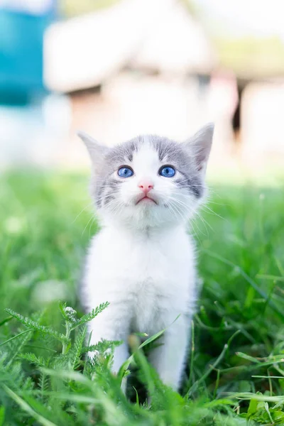 夏の日に緑の芝生の中で少しかわいいふわふわの灰色の子猫 自然の中で子猫の肖像画 — ストック写真