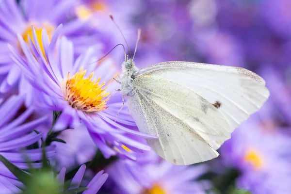 Pieris Brassicae Nagy Fehér Más Néven Káposzta Pillangó Káposzta Fehér — Stock Fotó