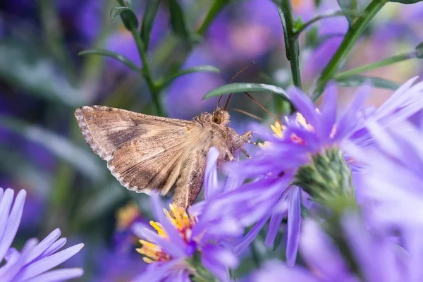 Szekrény Gyönyörű Pillangó Egy Nyári Kertben Moly Virágon — Stock Fotó