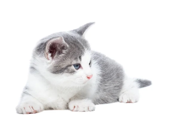 Pequeño Gatito Gris Blanco Sobre Fondo Blanco —  Fotos de Stock