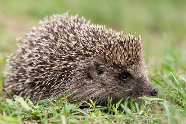 ヘッジホッグ Erinaceus Europaeus 緑の芝生の上にある自然の庭の生息地に直面している野生の ネイティブの ヨーロッパのハリネズミの近くにあります 水平だ コピーのためのスペース — ストック写真