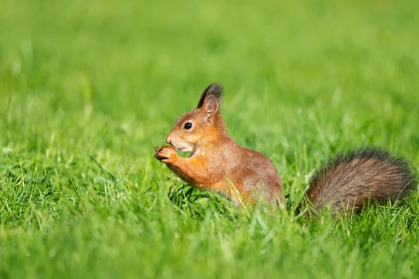 Yeşil Çimen Parkında Yemek Yiyen Vahşi Bir Sincap — Stok fotoğraf