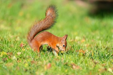 Yeşil çimen parkında yemek yiyen vahşi bir sincap.