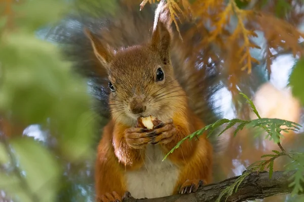 Esquilo Selvagem Comendo Parque Grama Verde — Fotografia de Stock