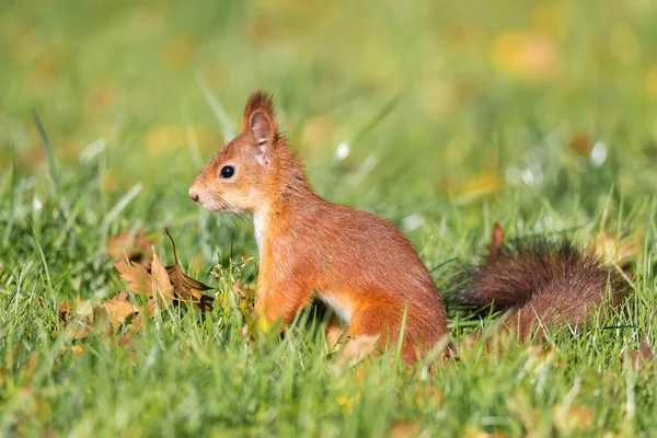 Yeşil çimen parkında yemek yiyen vahşi bir sincap.
