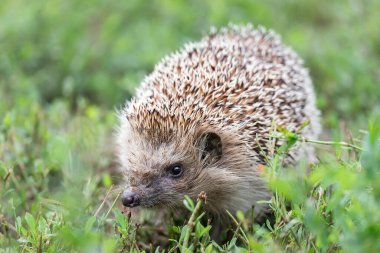 Kirpi (Bilimsel adı: Erinaceus Europaeus), yeşil çimenlerdeki doğal bahçe habitatına bakan vahşi, yerli, Avrupalı bir kirpinin yakın planıdır. Yatay olarak. Kopyalamak için boşluk.