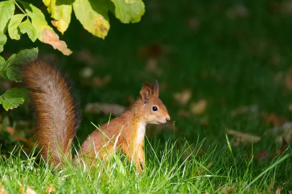 Esquilo Selvagem Comendo Parque Grama Verde — Fotografia de Stock