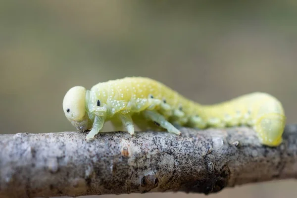 Uma Bela Birch Sawfly Caterpillar Cimbex Femoratus Alimentando Bétula Prata — Fotografia de Stock