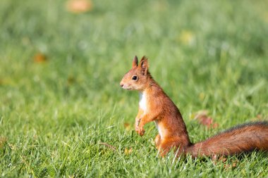 Yeşil çimen parkında yemek yiyen vahşi bir sincap.