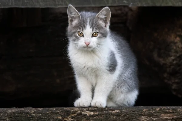 Самотній Білий Сірий Бездомний Кошеня Сидить Вулиці — стокове фото