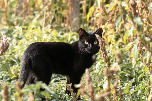 Chat Noir Blanc Sur Fond Herbe Verte — Photo