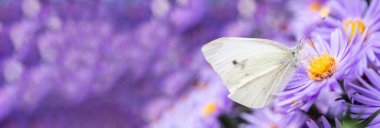 Pieris brassicae, lahanalı kelebek olarak da bilinen büyük beyaz kelebek, Pieridae familyasından bir kelebek türü. Eylül çiçeklerinde kelebek