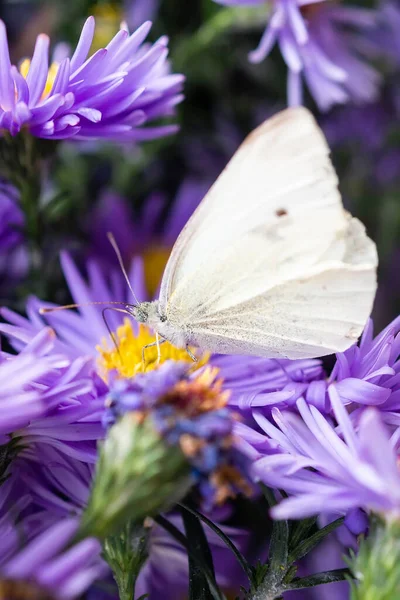 Pieris Brassicae Nagy Fehér Más Néven Káposzta Pillangó Káposzta Fehér — Stock Fotó