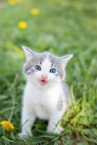 夏天的一天 一只可爱的毛茸茸的灰色小猫躺在绿草里 大自然中的小猫的肖像 — 图库照片