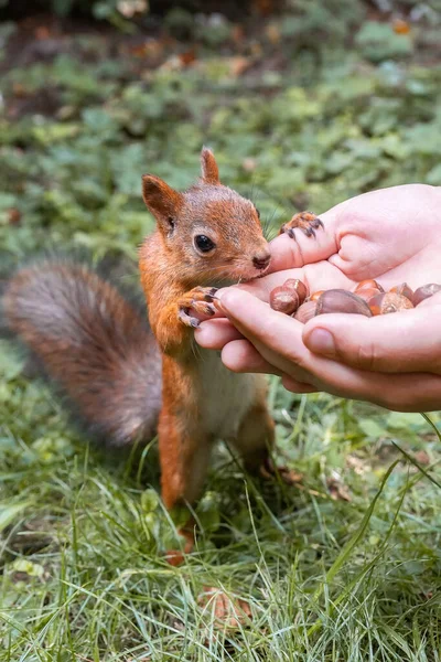 Esquilo Fofo Vermelho Fica Suas Pernas Traseiras Grama Jovem Suculenta — Fotografia de Stock